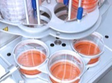Systec Mediafill: dosaggio efficiente dei terreni di coltura e impilamento automatico delle piastre di Petri